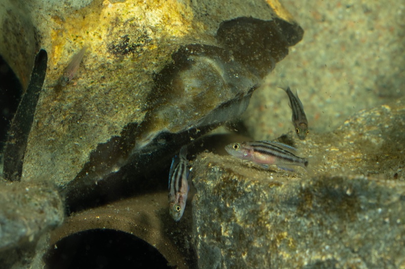 Neolamprologus bifasciatus 'Muzi'